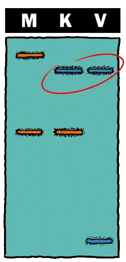 Veranschaulichung der Vaterschaftsfeststellung