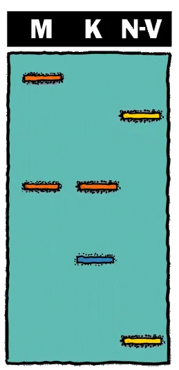 Veranschaulichung der Merkmale bei Vaterschaftsausschluss